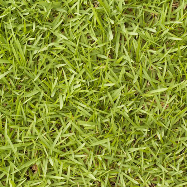 Grass Seeds