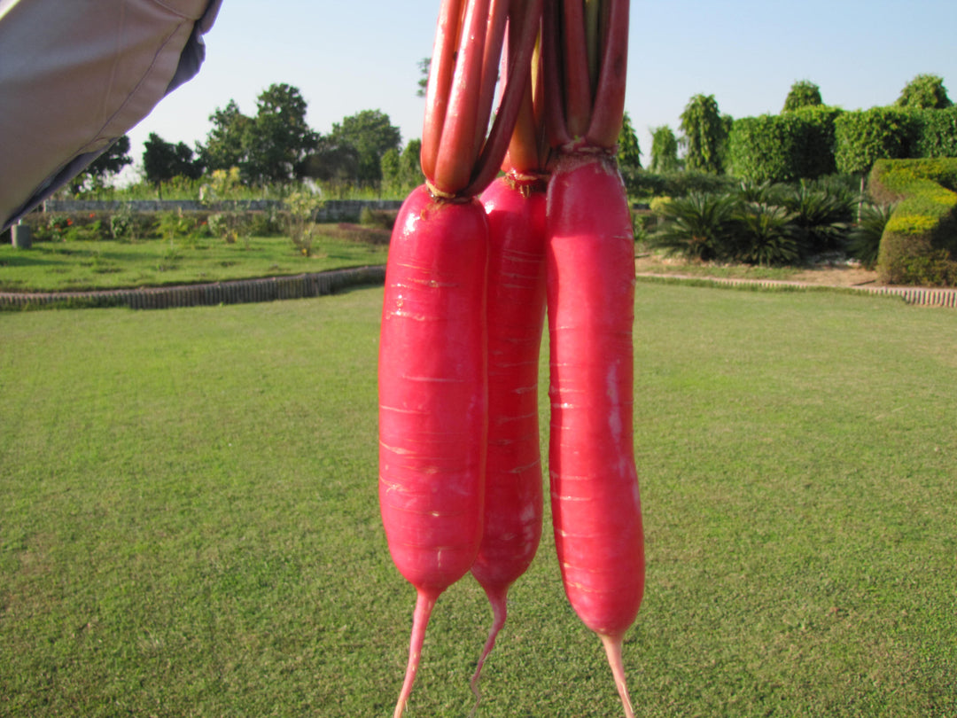 Radish Pink Seeds