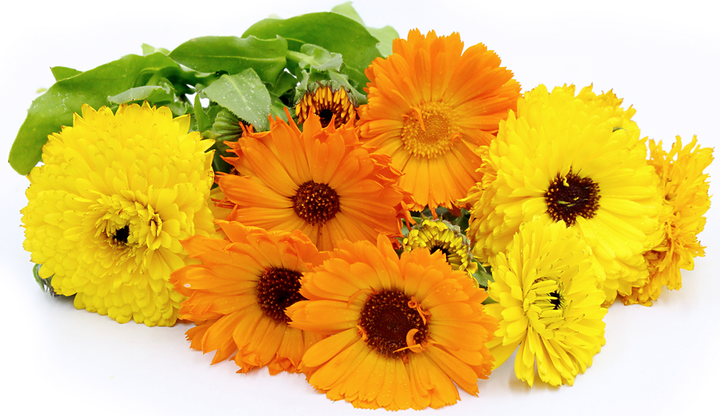 Calendula Officinalis Blossoms