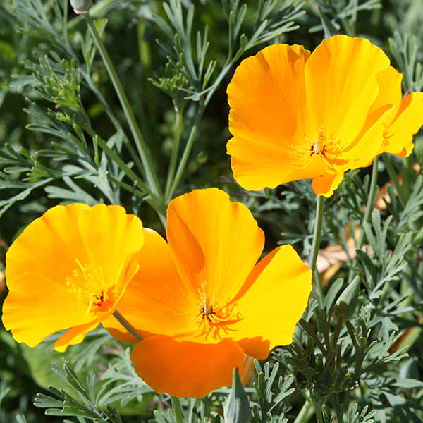 California Poppy Lemon Bush Flower Seeds