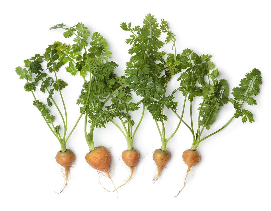 Carrot Round Orange