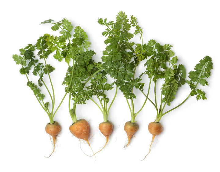 Carrot Round Orange