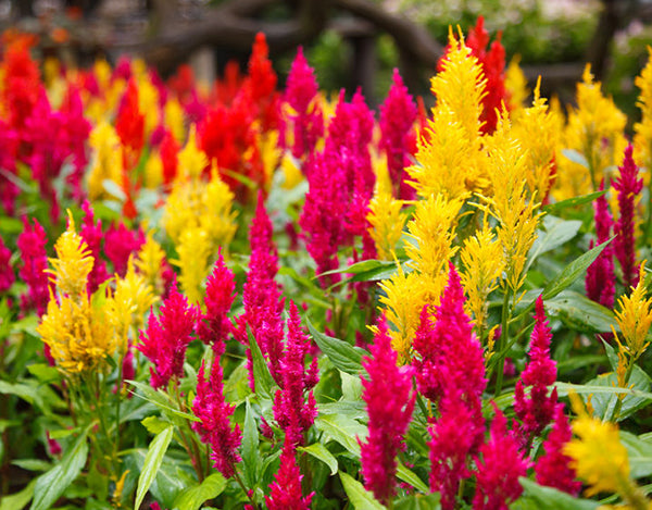 Celosia Plumosa Forest Fire Dwarf Flower Seeds