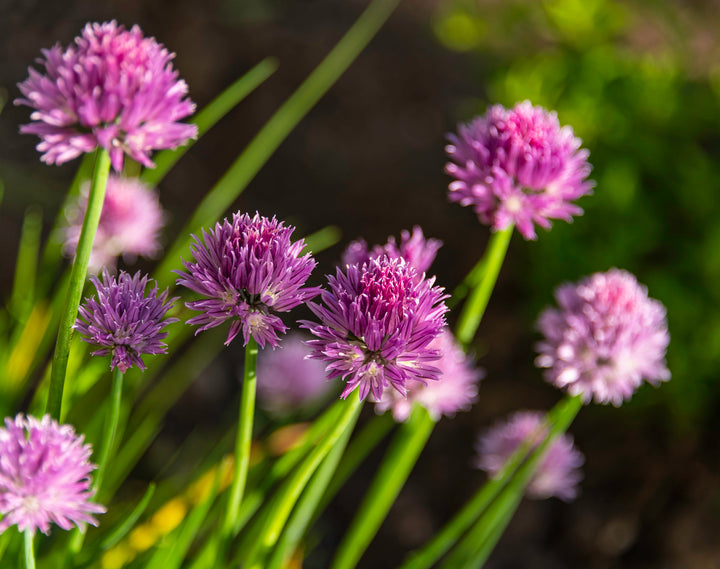 Chives