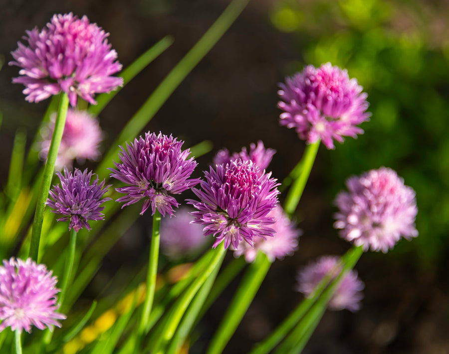 Chive Growing Kit – AllThatGrows