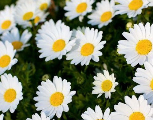 Chrysanthemum White Majestic Seeds