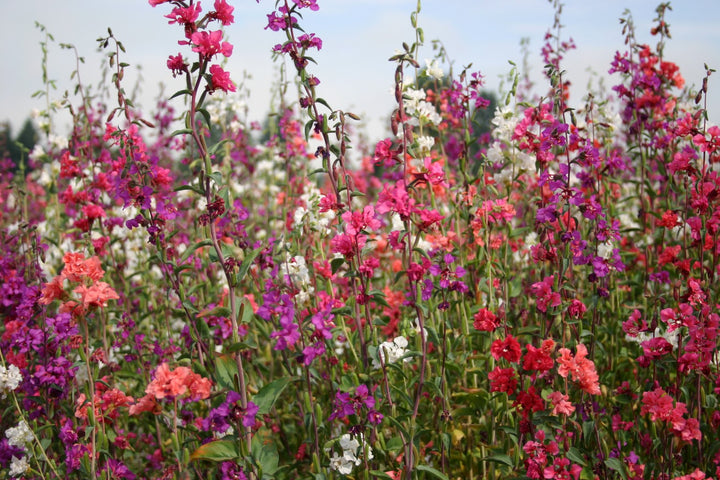 Clarkia Elegans Double Flower Seeds