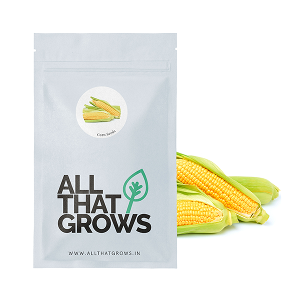 Corn Seeds