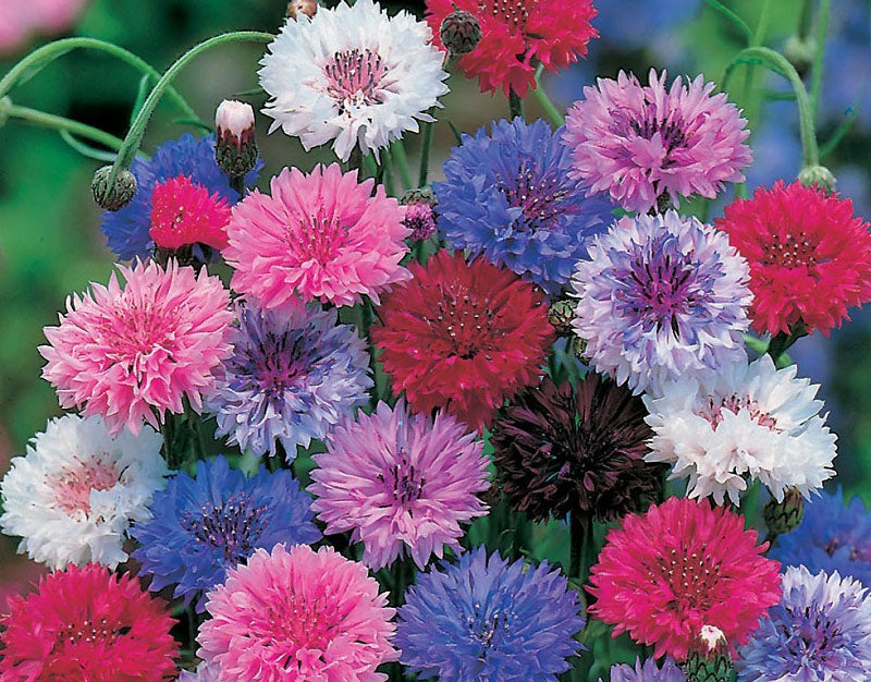 Cornflower Frosty Mixed Seeds