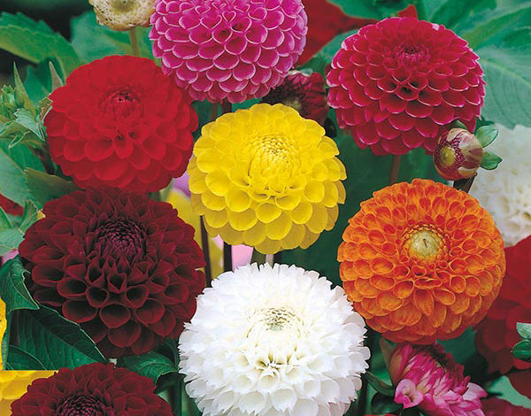 Dahlia Pompon Mixed Seeds