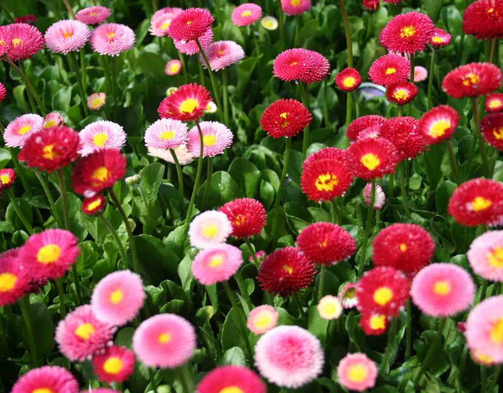 Easy To Grow Flowers Collection