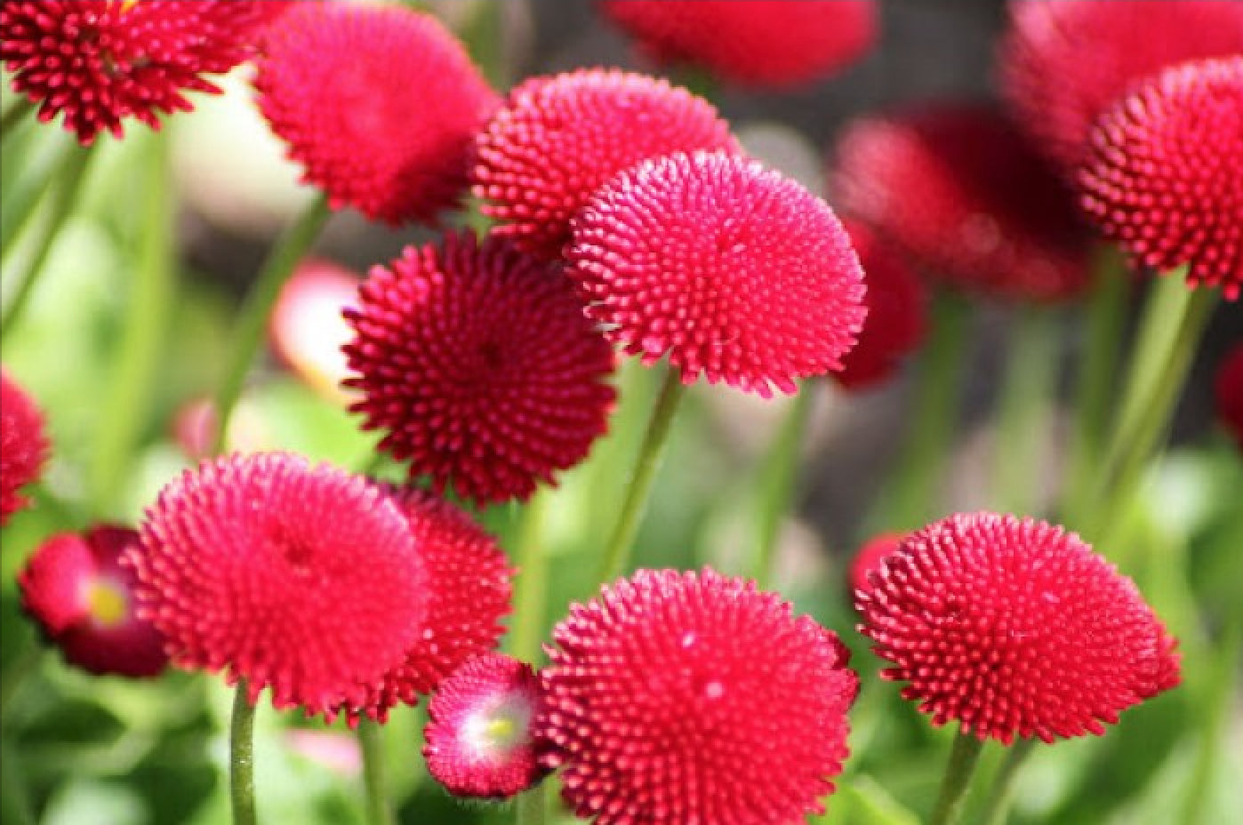 Daisy Pomponet Red Seeds