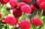Daisy Pomponet Red Seeds