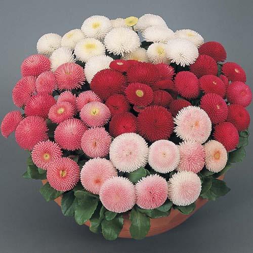 Daisy Pomponet Mixed Seeds