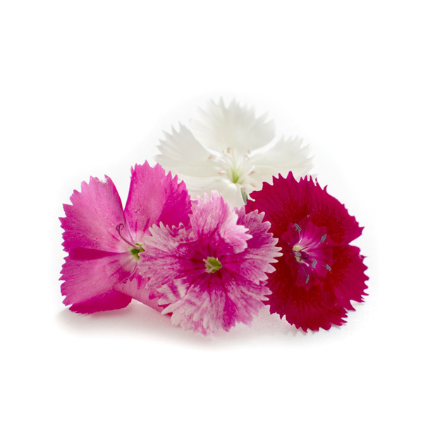 Sweet William Blossoms