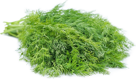 https://www.allthatgrows.in/cdn/shop/products/Dill_large.png?v=1555924650