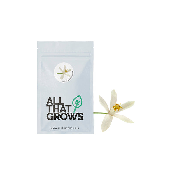 Lemon Balm Blossoms