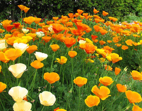 Eschscholzia mixed California Poppy Seeds