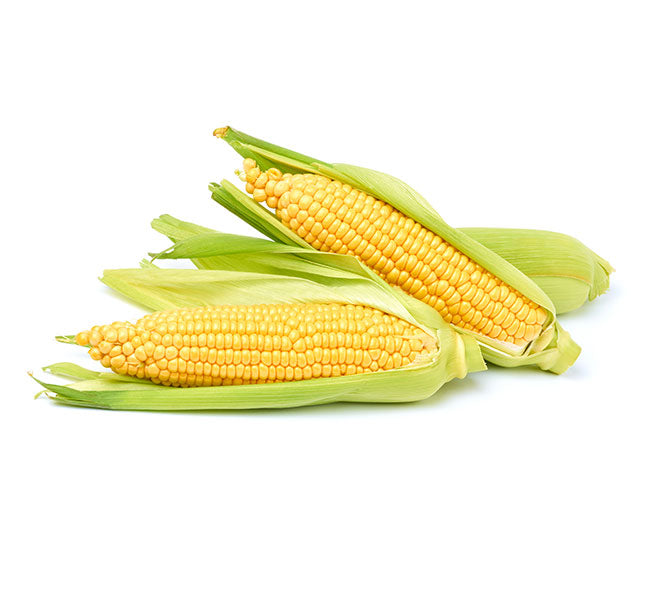 Corn Seeds