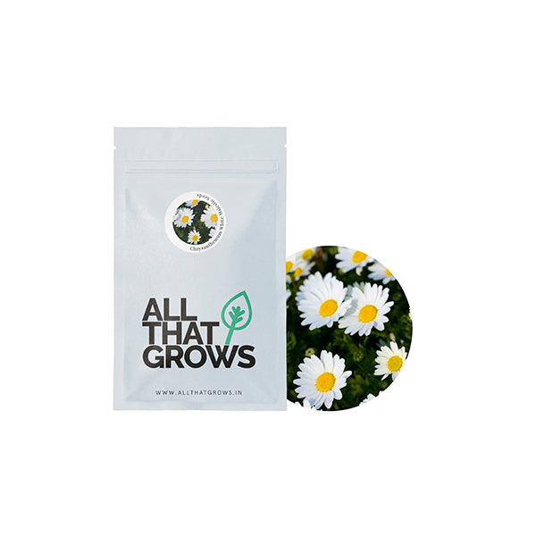 Chrysanthemum White Majestic Seeds