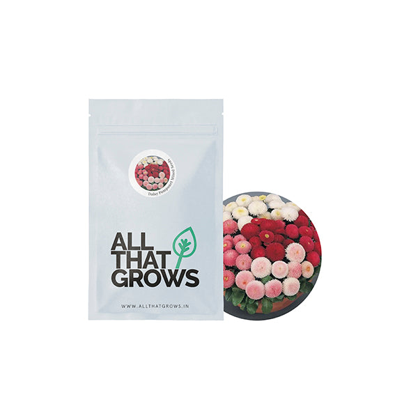 Daisy Pomponet Mixed Seeds