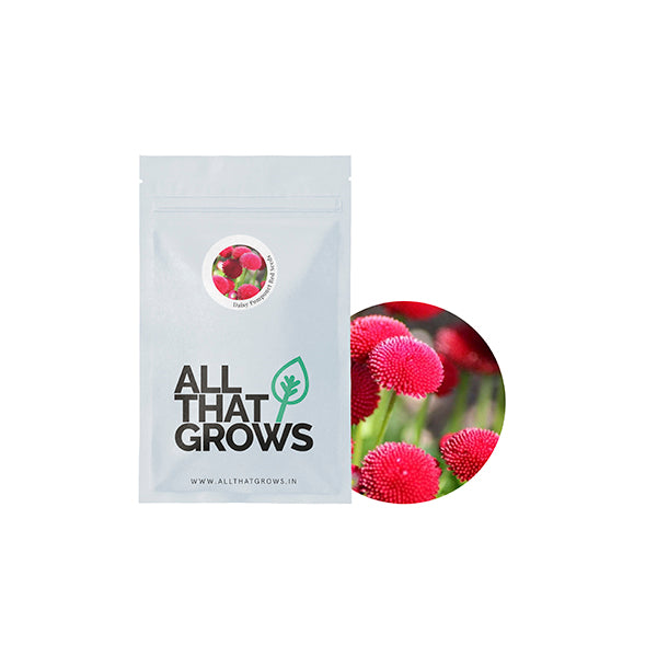 Daisy Pomponet Red Seeds
