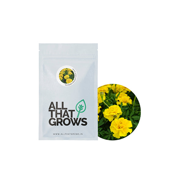 Marigold Gulzafri Yellow Seeds