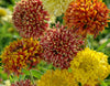 Gaillardia Pulchella Dwarf Double Mixed Seeds
