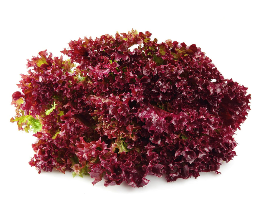 Lettuce Red