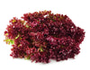 Lollo Red Lettuce Seeds