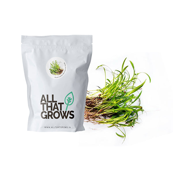 Black Carrot Microgreen Seeds
