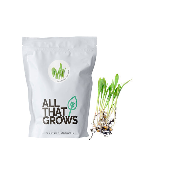 Corn Microgreen Seeds