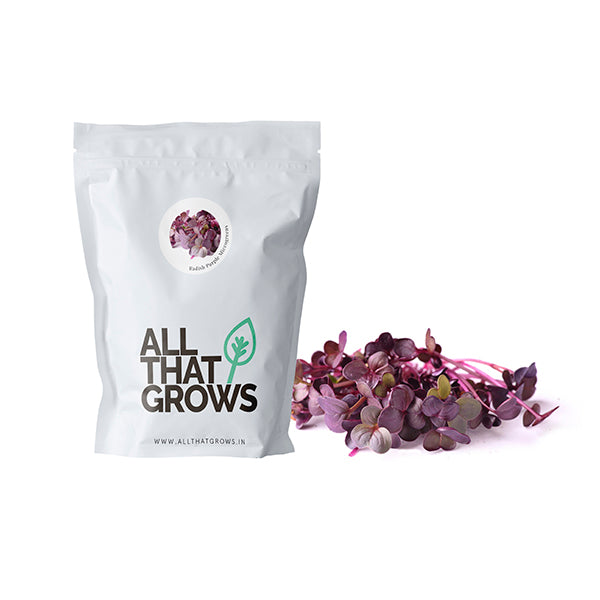 Radish Purple Sango Microgreen Seeds