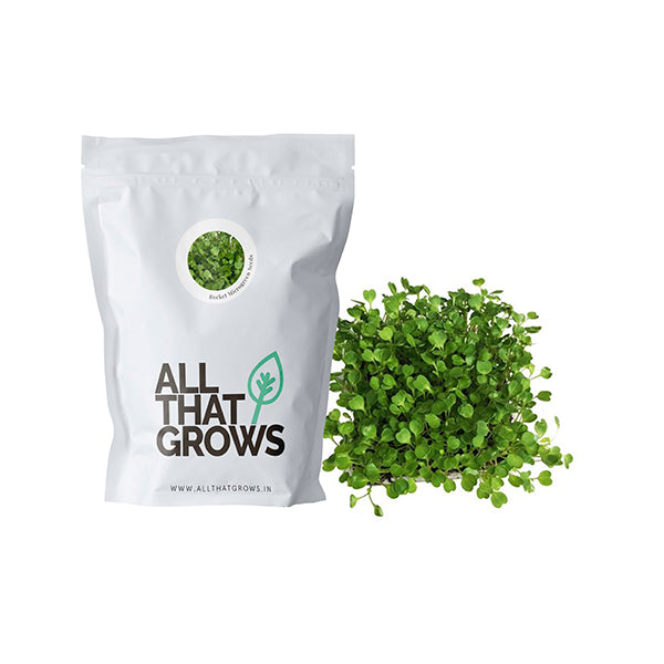 Rocket Microgreen Seeds