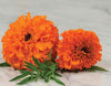 Marigold Hawaii Orange Seeds