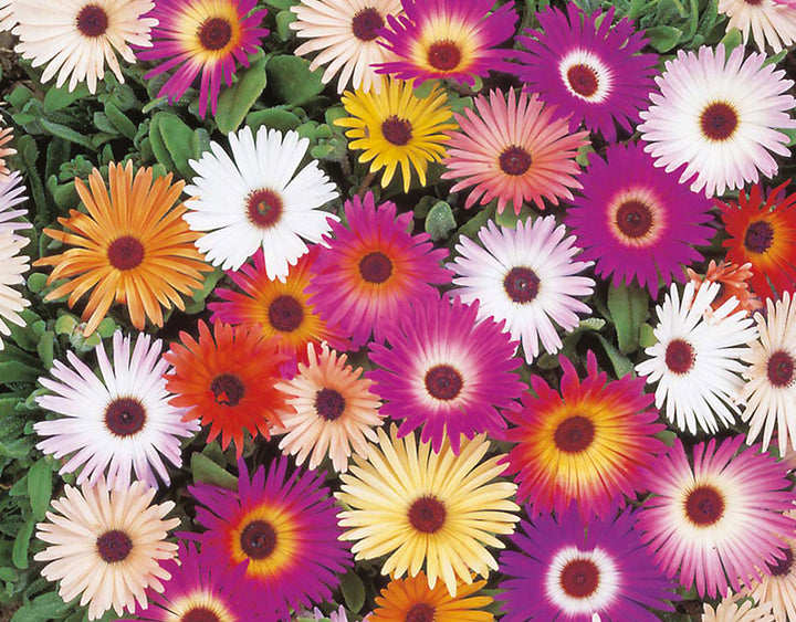 Mesembryanthemum mixed seeds