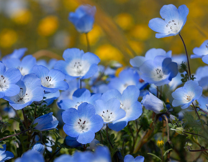 Nemophila blue seeds