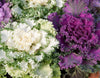 Ornamental Kale Fringed Leaves Mixed Seeds