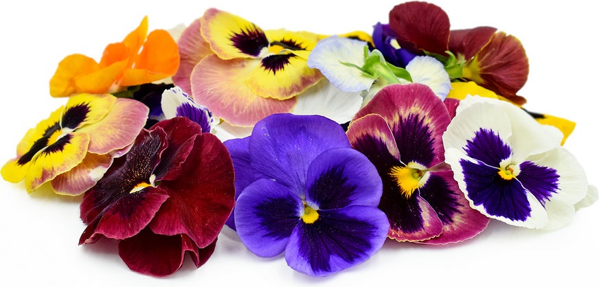 Pansy Swiss Giants Mix Blossoms