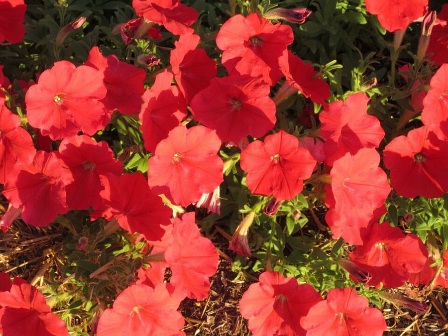 Petunia Nana Compacta Scarlet Red Flower