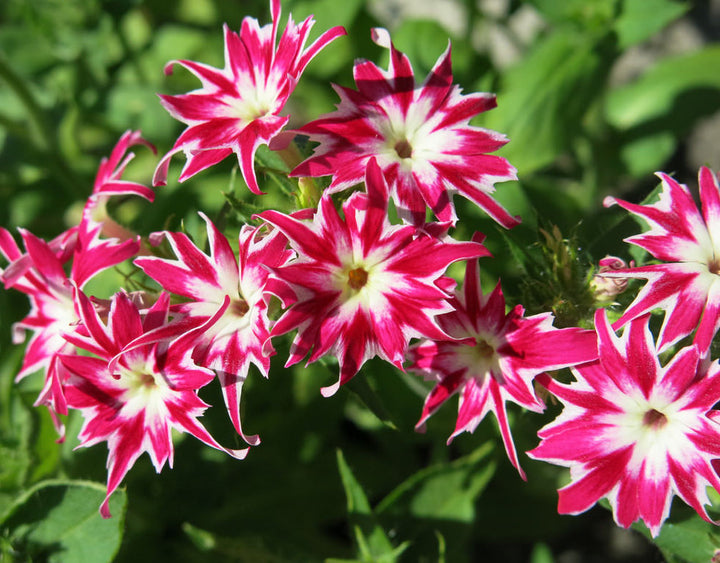 Phlox Drummondii Twinkle Mixed Seeds