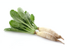 Radish Long Seeds