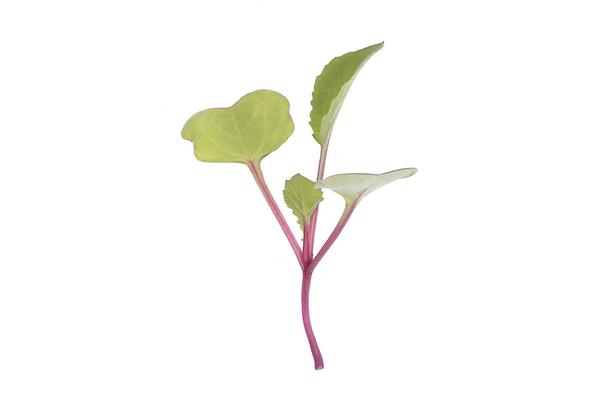 Radish China Rose Microgreen Seeds