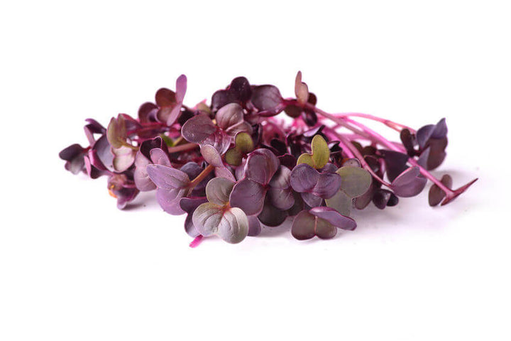 AllThatGrows Radish Purple Sango Microgreens