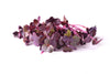 Radish Purple Sango Microgreens