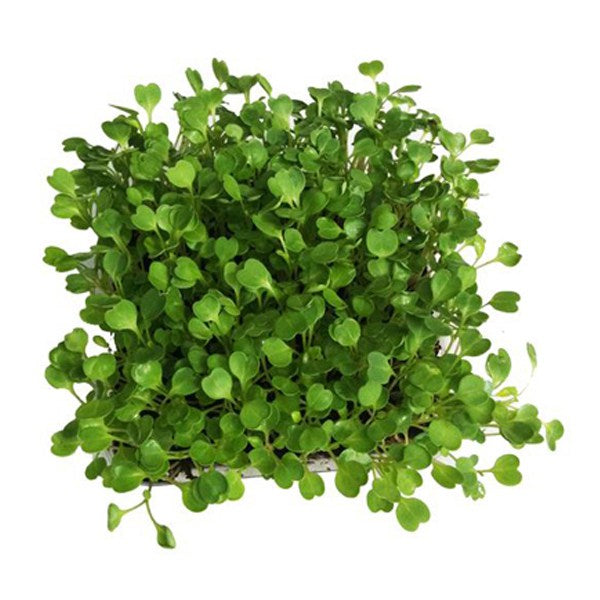 Rocket Microgreen Seeds