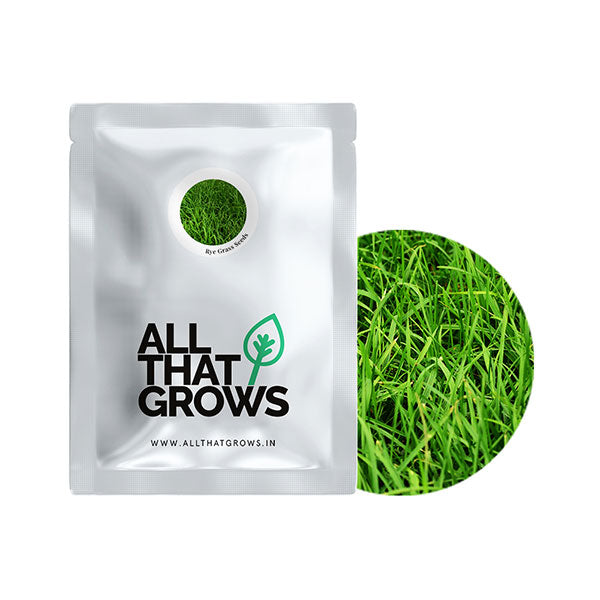 Rye Grass Seeds