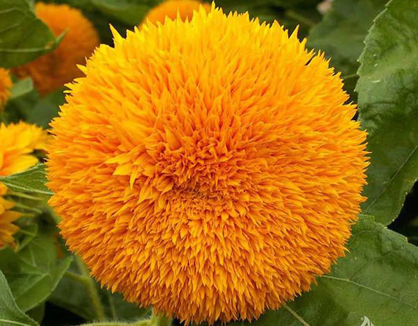 Sunflower Sungold Double Seeds