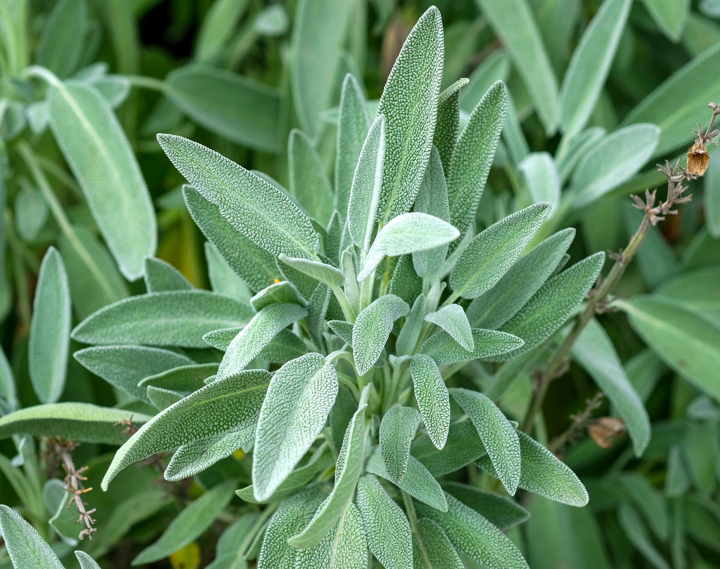 Sage Growing Kit
