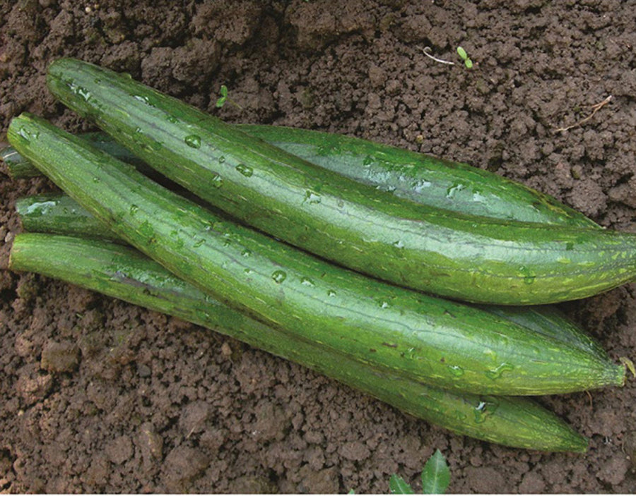 Sponge Gourd Dark Green
